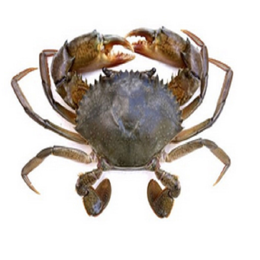 Crab