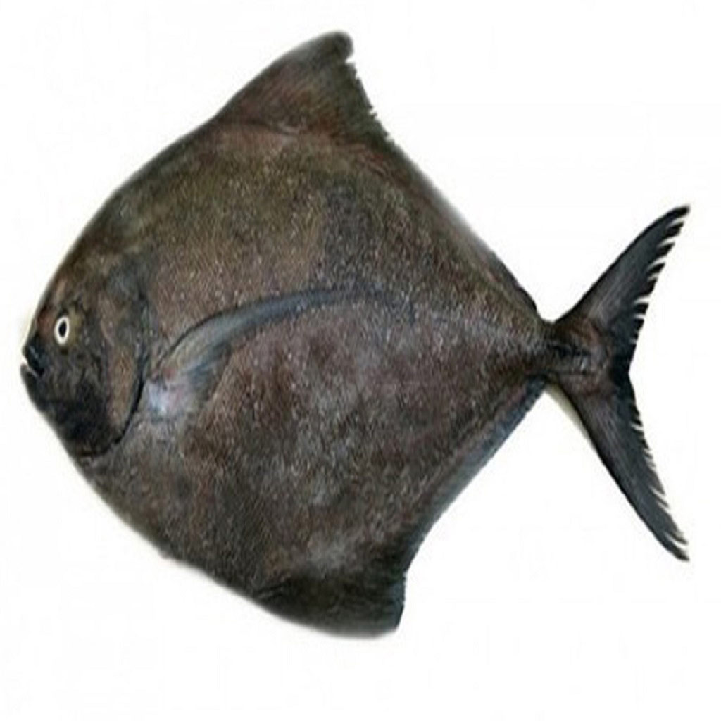 Black Pomfret Fish