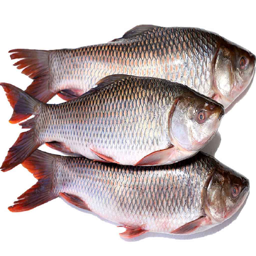 Rohu Fish