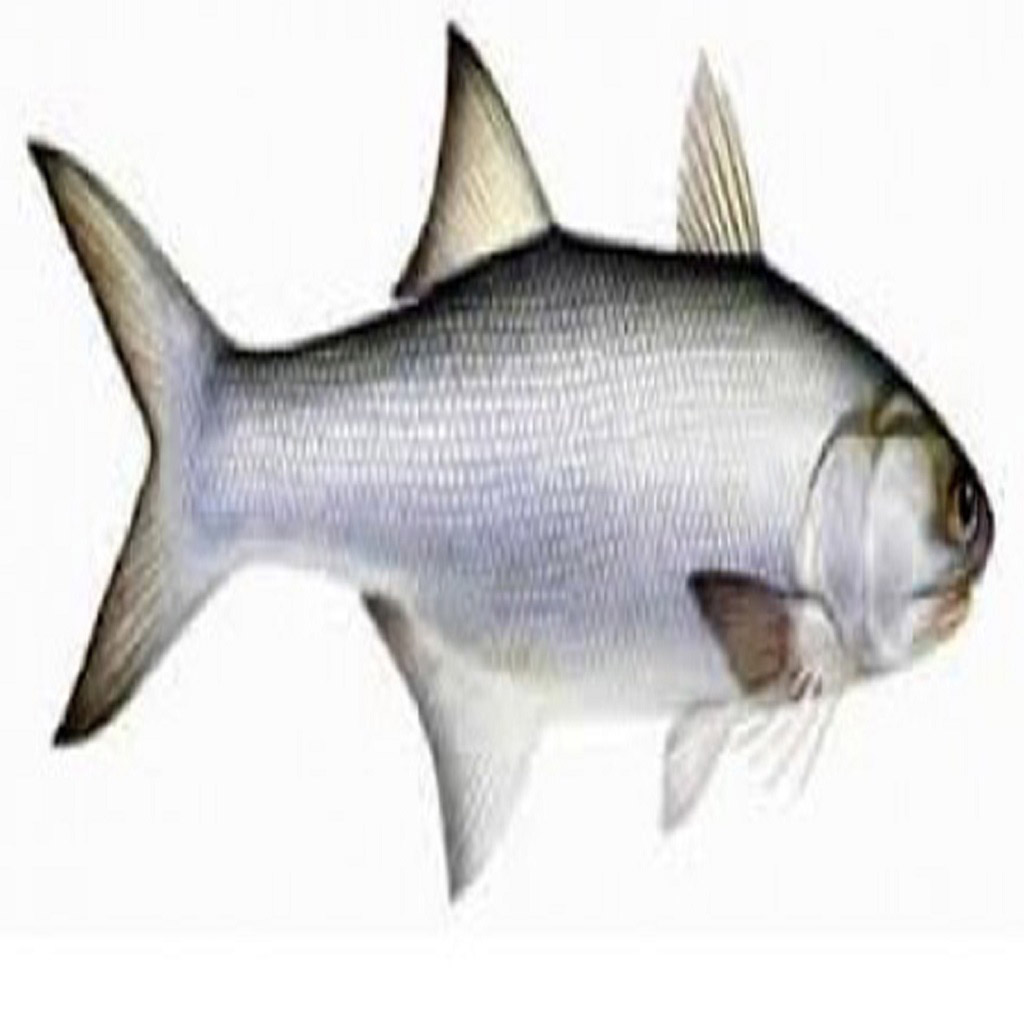 Rawas Fish(Medium)