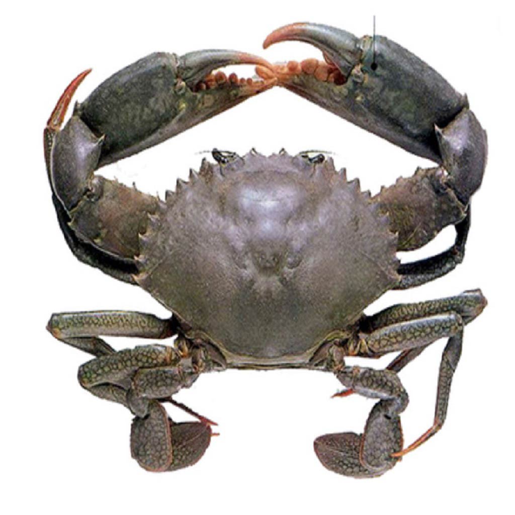 Mud Crab