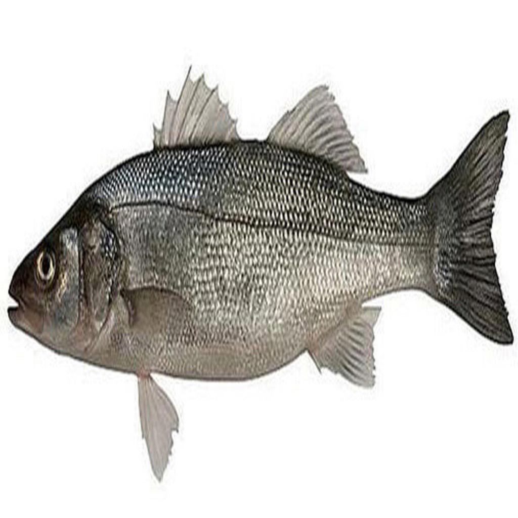 Bass Fish