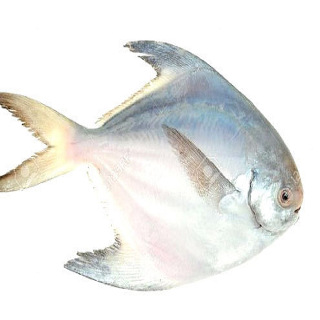 Pomfret Fish