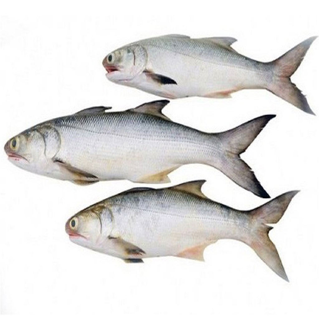 Rawas Fish(Small)