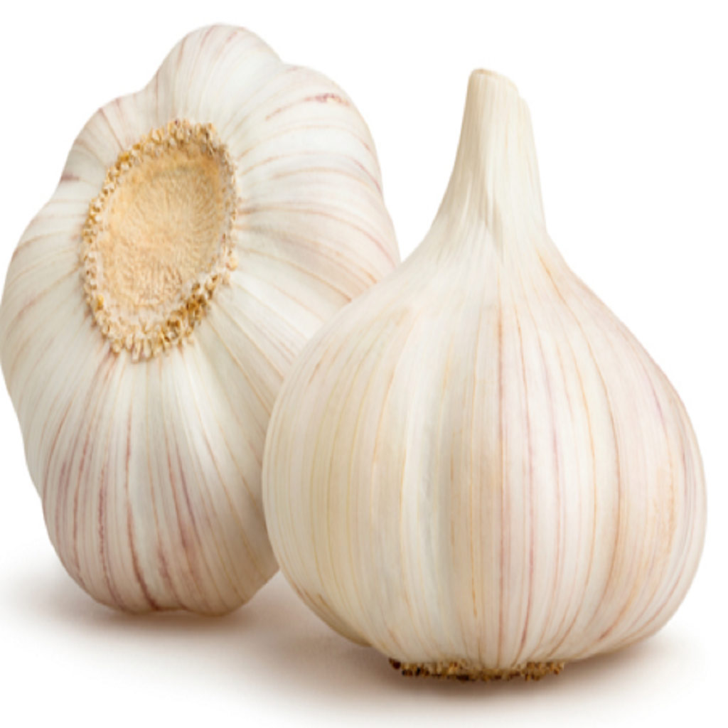 Garlic