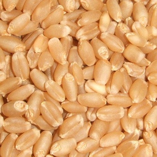 lokwaan wheat